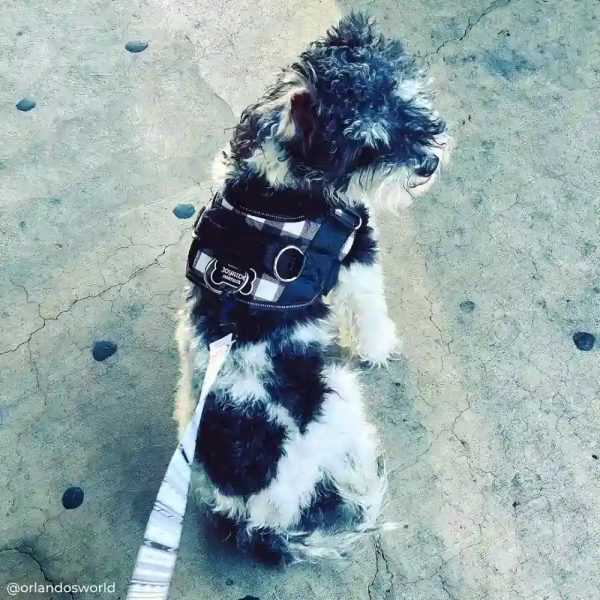 Black and White Joyride Basic Essential Dog Harness 1.0 Fashion - Image 2